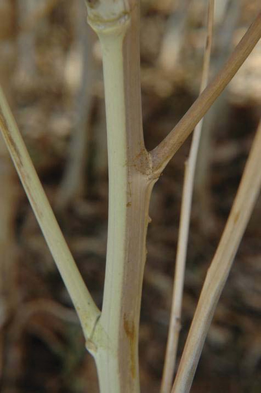 This image shows the unilateral discolouration of plant stems caused by verticillium stripe.