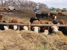 Some of the cows enjoy a bite to eat from the homemade bunk feeder.