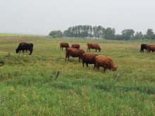 Cattle are often susceptible to frothy bloat when grazing lush alfalfa pastures. It is best to ease them into high-risk pastures and even provide some dry hay or straw.