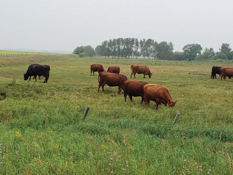 Molasses licktubs for cattle can fit different needs Grainews