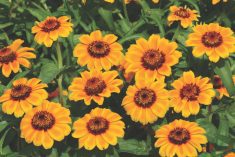 Soleado zinnias are a sight to behold when in full colour, as you can see from these stunning golden yellow flowers with a contrasting mahogany centre. This zinnia variety is an excellent choice for cut flowers, standing up well and growing up to 45 centimetres tall.