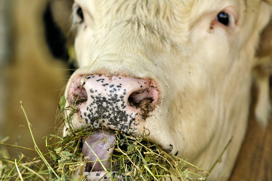 Creep feeding is a good way to bridge this nutritional gap.