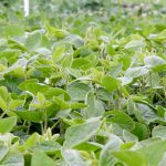 Rain needed for soybeans, other southern Manitoba crops