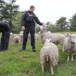 Wildlife conservation officers Devon Wadden and Tim Locke keep an eye on sheep while SPCA officers feed a flock during wildfire evacuations in Shelburne County, N.S. on June 3, 2023. (Photo: Communications Nova Scotia/Handout via Reuters)