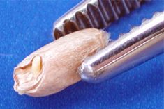 A sprouted wheat kernel, in which the sprout is visibly still within the contour of the germ, is classified as &#8220;regular sprouted.&#8221; (GrainsCanada.gc.ca)
