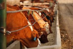 (Photo courtesy Canada Beef Inc.)
