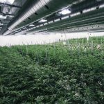 (CanopyGrowth.com)
