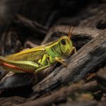 ‘Perfect storm’ for grasshoppers