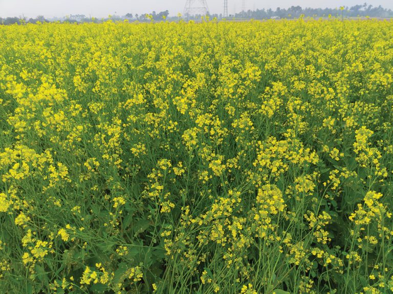Mustard production in Western Canada Grainews
