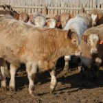 Financing provided through feeder co-operatives and associations plays an important role for producers raising feeder cattle. | File Photo