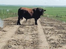 It is important to keep a close eye on both bulls and cows, particularly during the breeding season to ensure that lameness isn't affecting breeding performance.