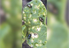 Temperature can play an important role in the amount of damage flea beetles can cause to a canola crop. Both species do most of their damage in warm conditions.
