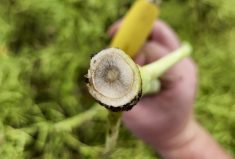 An increase in the incidence of verticillium stripe in neighbouring Manitoba has prompted SaskCanola to add it to the list of diseases included in its free testing program.