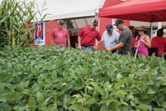 People visit crop plots at Discovery Farm Woodstock during Canada&#8217;s Outdoor Farm Show. Photo: Canada&#8217;s Outdoor Farm Show
