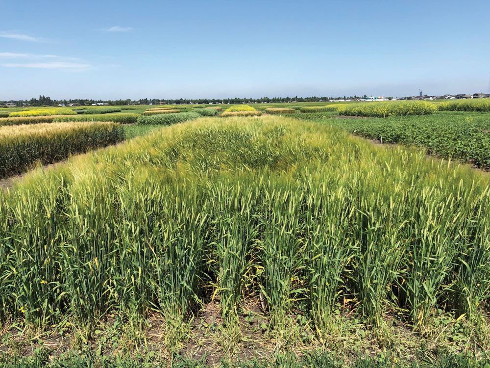 Canola grown at a Resilient Rotations test site in Swift Current, Sask., didn’t perform well in 2021. Severe drought at the flowering stage resulted in low yields and economic returns.