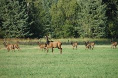 Whether they are domestic or wild species, producers need to be aware that there can be some risks with the co-mingling of different species with cattle.