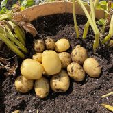 Potatoes harvested from container-grown Melody potato plants from EarthApples. Melody has smooth skin, dry flesh and can be boiled and mashed. It also has high yield potential and overall good resistance to late blight on plants and common scab and bruising on tubers.