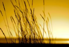 Haying season gets underway, a tribute to a great-granddaughter