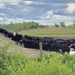 Beef cattle bunching