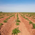 File photo of a Prince Edward Island potato field. (Onepony/iStock/Getty Images)