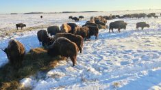 Winter feeding bison on top of a patch of foxtail barley has been an effective way for Jacques Saquet to control the weed.