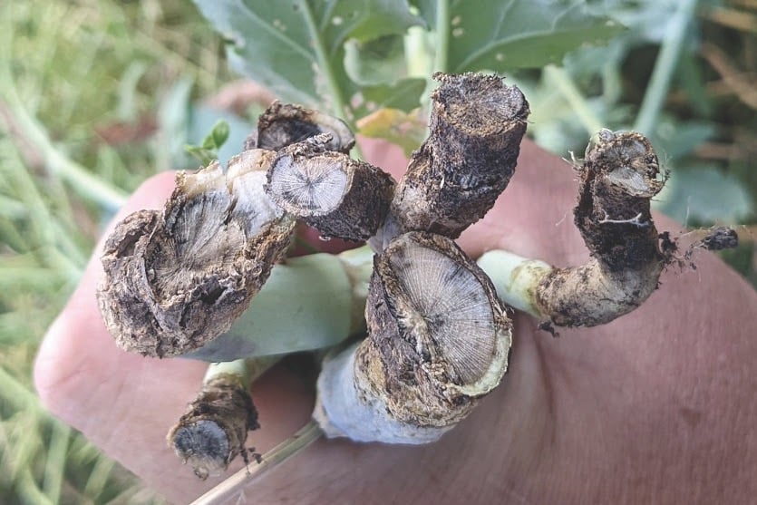 Blackleg testing is relatively new and it can be difficult to understand or interpret the test results.