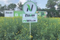 PV 661 LCM is Proven Seed’s newest LibertyLink canola hybrid, which provides yield performance in all growing zones across Western Canada.