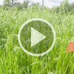 AGGronomyTV: Weeds in fields