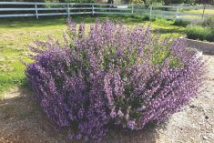 Purple sage is a woody shrub with beautiful, aromatic flowers and is easy to grow.