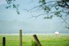 File photos of Yukon ranchland. (StockstudioX/iStock/Getty Images)
