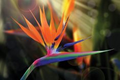 Bird of Paradise
