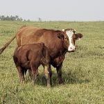 After a summer of pretty good grass, this cow has a body condition score in the five to six range indicating she's heading into winter in pretty good shape.