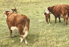 During a pasture ride in early September, it was learned that four of six purebred Herefords had already calved out.