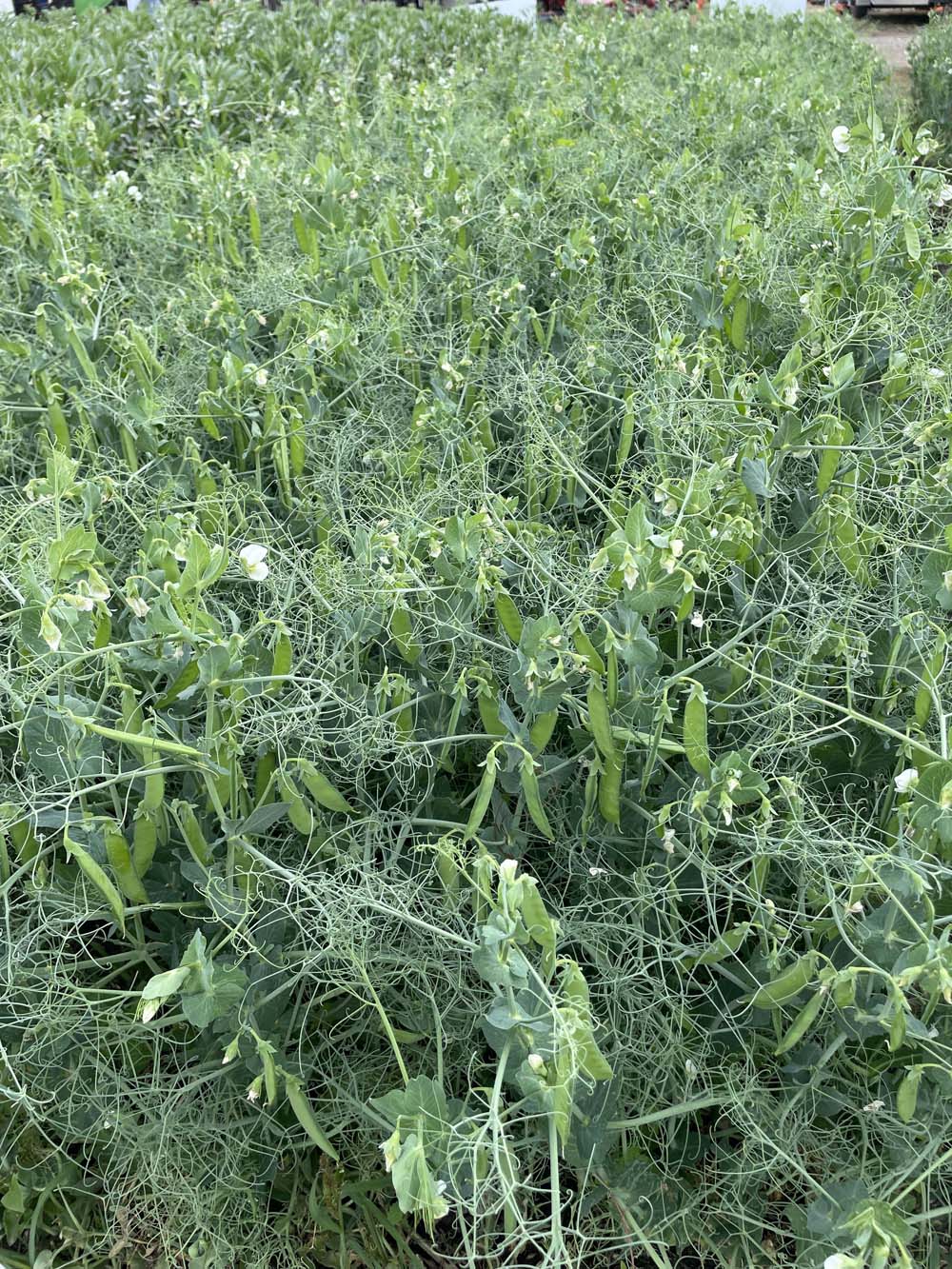 AAC Planet is a new yellow pea from SeedNet with high yields, good standability and good resistance to seed coat breakage.
