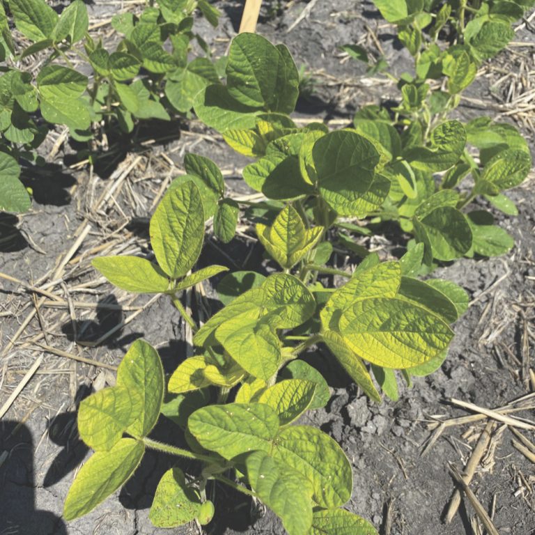 Iron deficiency chlorosis continues to affect soybean crops Grainews