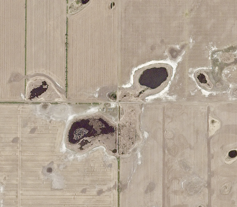 These sloughs with salt rings are near Conquest, Sask. Shallow (25 to 100 feet) glacial aquifers are the source of the pressure that prevents downward flow of water to drain the slough. The constant upward pressure maintains a high water table even in dry periods when evaporation is busy concentrating the salts.