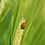An entomologist with the University of Manitoba stresses that farmers can be proactive in protecting predator and parasitoid populations.