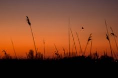 Silhouette of a bat and reeds at nightfall in the Ria de Aveiro.