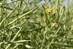In canola, certain seed treatments have efficacy on flea beetles, cutworms, or both.