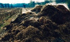 What manure does over and above its nutrient content is to provide organic carbon matter, which does wonders for soils.