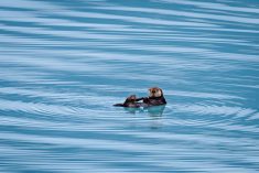 A sea otter floats near the Columbia Glacier along Alaska’s southern gulf coast. (Chansak Joe/iStock/Getty Images)