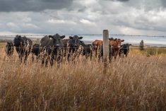 File photo of cattle on pasture northeast of Calgary. (James_Gabbert/iStock/Getty Images)
