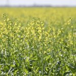 Canola meal, the byproduct of oil extraction from the popular prairie oilseed, is now a good fit in Canadian dairy cow diets.