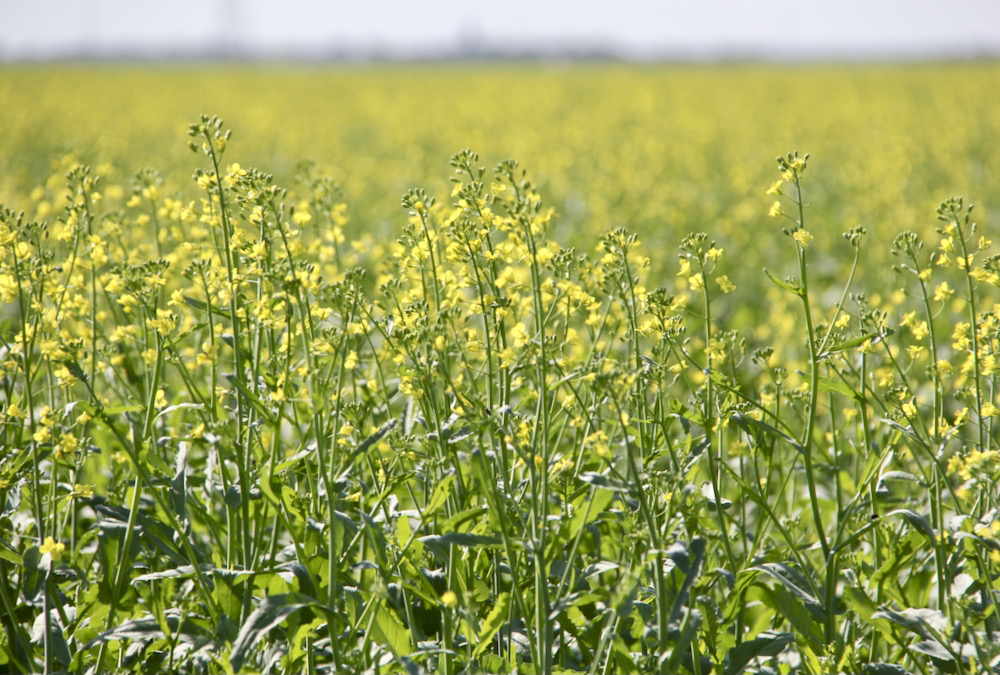 Canola meal, the byproduct of oil extraction from the popular prairie oilseed, is now a good fit in Canadian dairy cow diets.