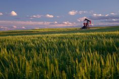 File photo of an Alberta wheat field. (ImagineGolf/E+/Getty Images)
