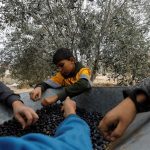 A Palestinian man and his children sort freshly picked olives on a farm during a temporary truce between Israel and the Palestinian Islamist group Hamas, in Khan Younis in the southern Gaza Strip, on Nov. 28, 2023. (Photo: Reuters/Saleh Salem)