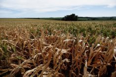 Drought-affected corn in Brazil in 2022. (Photo: Reuters/Diego Vara)
