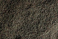 Leverage new technologies for canola seed selection