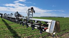 The Agrifac AiCPlus uses an algorithm that can be developed for each weed in the field seen with the naked eye.
