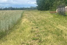 John Hardman says buffer strips allow him to turn heavy equipment around without compacting the soil where crops are growing.